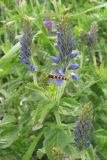 Veronica teucrium. Соцветия с кормящейся журчалкой (Sphaerophoria). Крым, Южный склон Демерджи. 7 июня 2013 г.