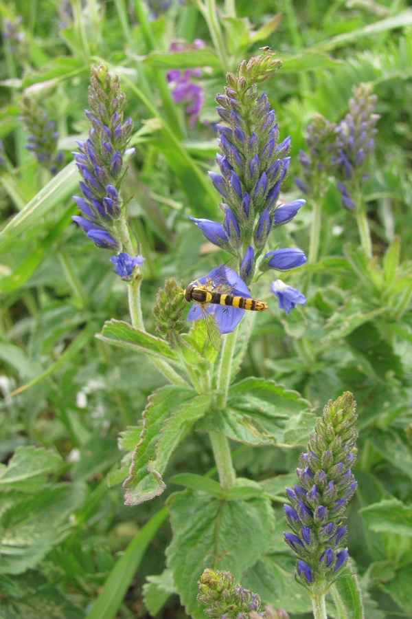 Изображение особи Veronica teucrium.