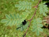 Rosa omeiensis