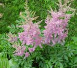 Astilbe × arendsii. Цветущее растение. Украина, г. Киев, в культуре. 21.06.2010.