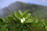 Polygonatum humile. Цветущее растение. Курильские о-ва, о. Шикотан, мыс Анама, каменистый склон. 21.06.2013.