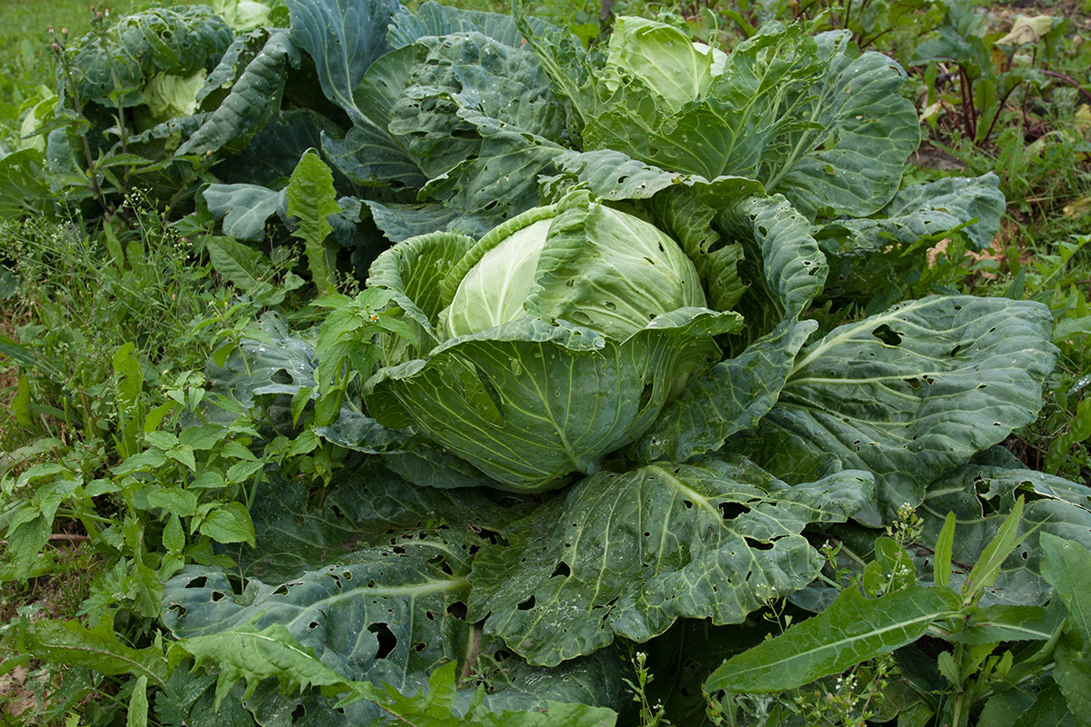 Изображение особи Brassica oleracea var. capitata.