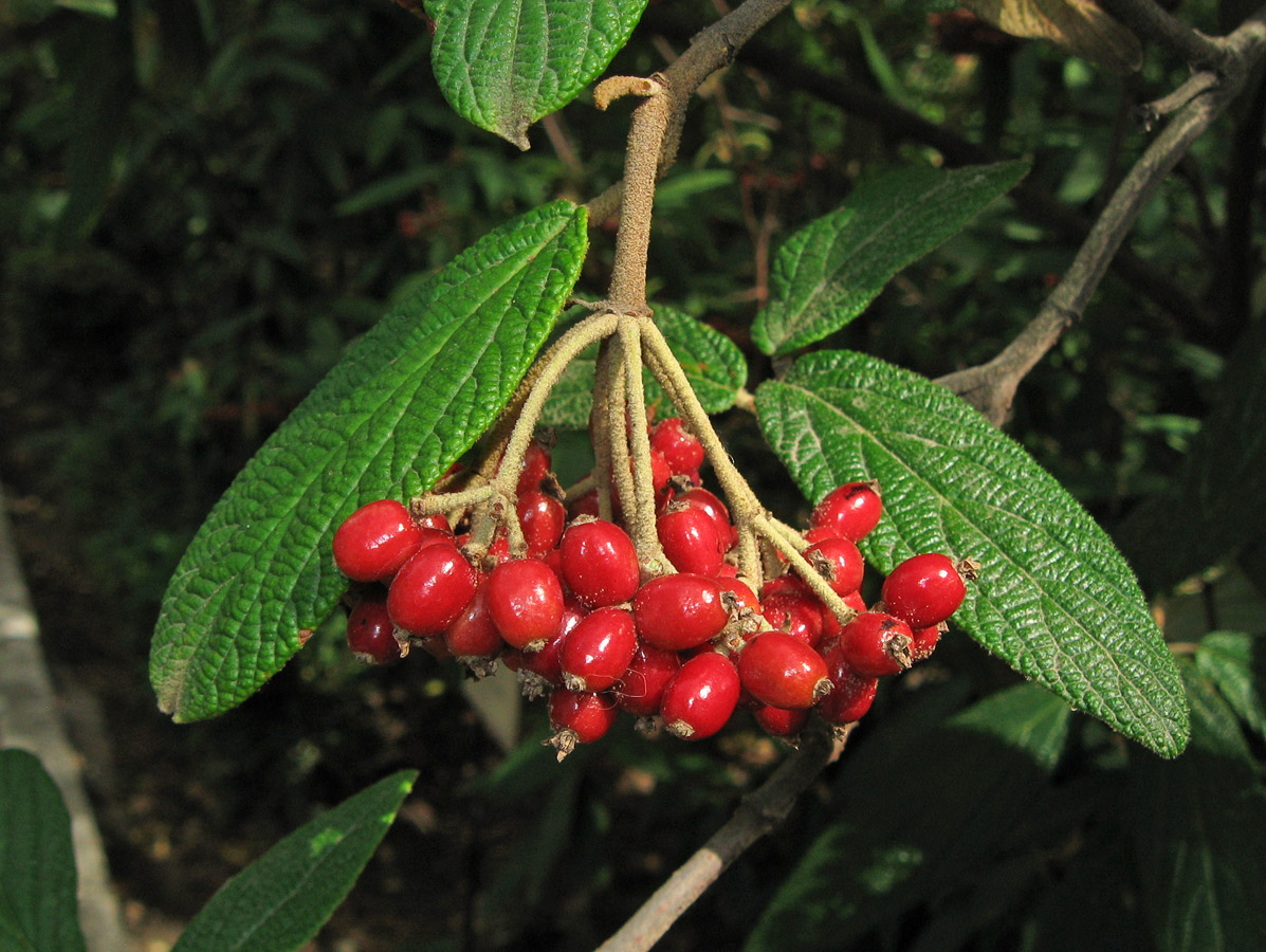 Image of Viburnum rhytidophyllum specimen.