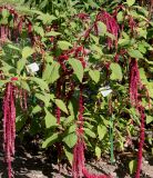 Amaranthus caudatus