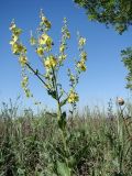 Verbascum marschallianum. Цветущее растение. Краснодарский край, Кущёвский р-н, станица Шкуринская, остепнённый склон. 20.06.2009.