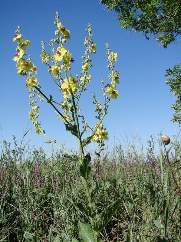 Изображение особи Verbascum marschallianum.