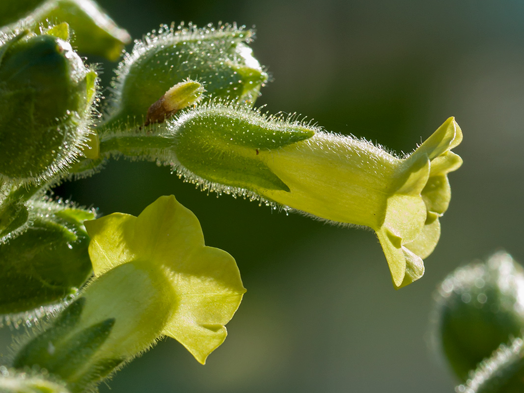 Изображение особи Nicotiana rustica.