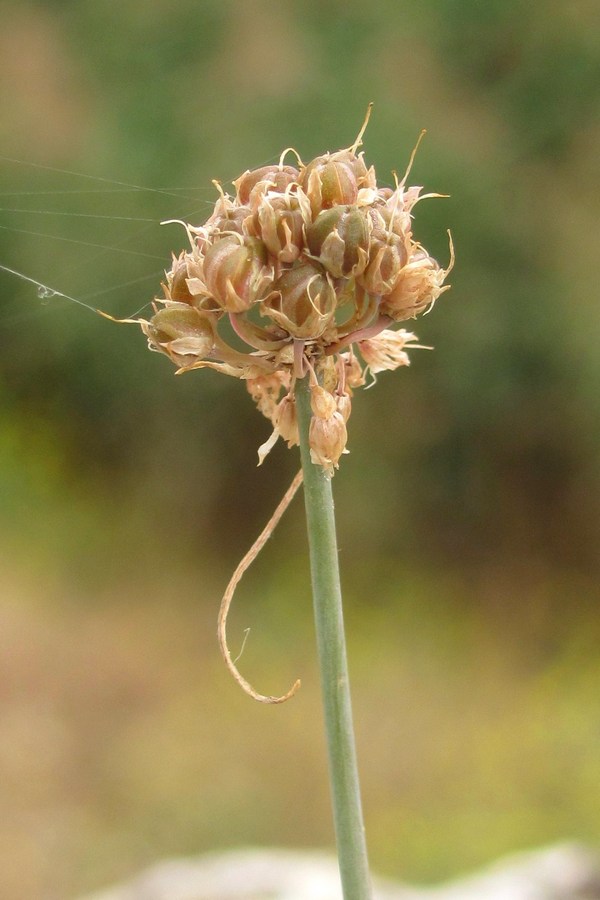 Image of Allium tarkhankuticum specimen.