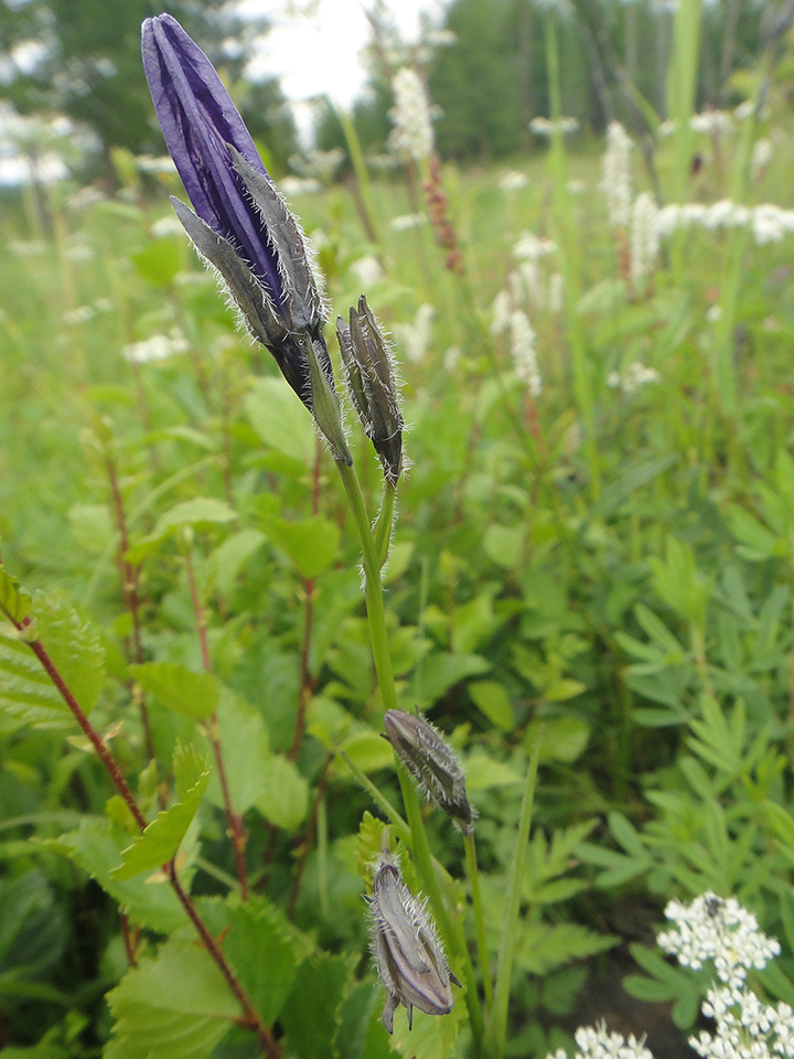 Изображение особи Campanula turczaninovii.