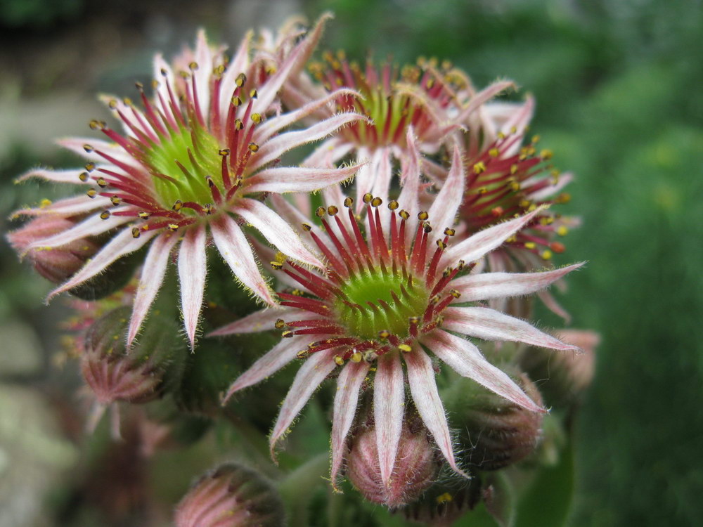 Изображение особи Sempervivum tectorum.