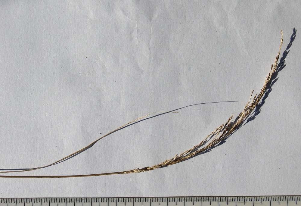 Image of Poa nemoralis specimen.