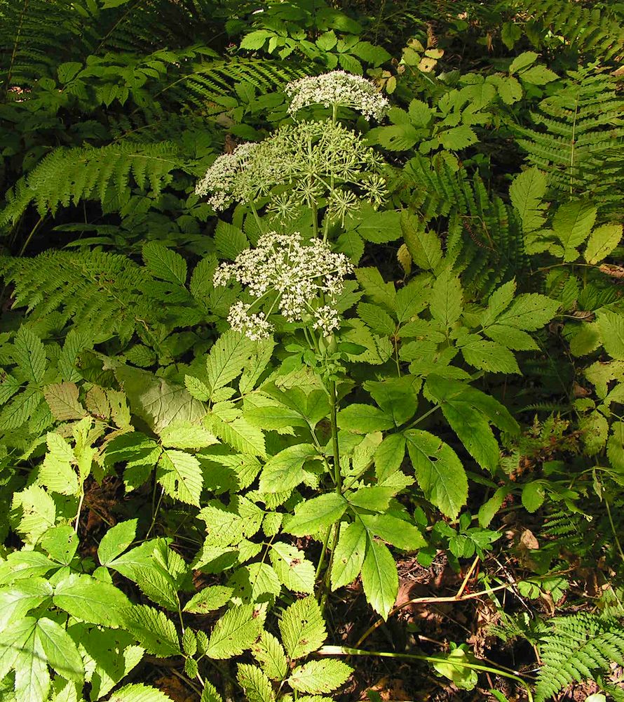 Image of Angelica cincta specimen.