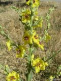 Verbascum sinuatum