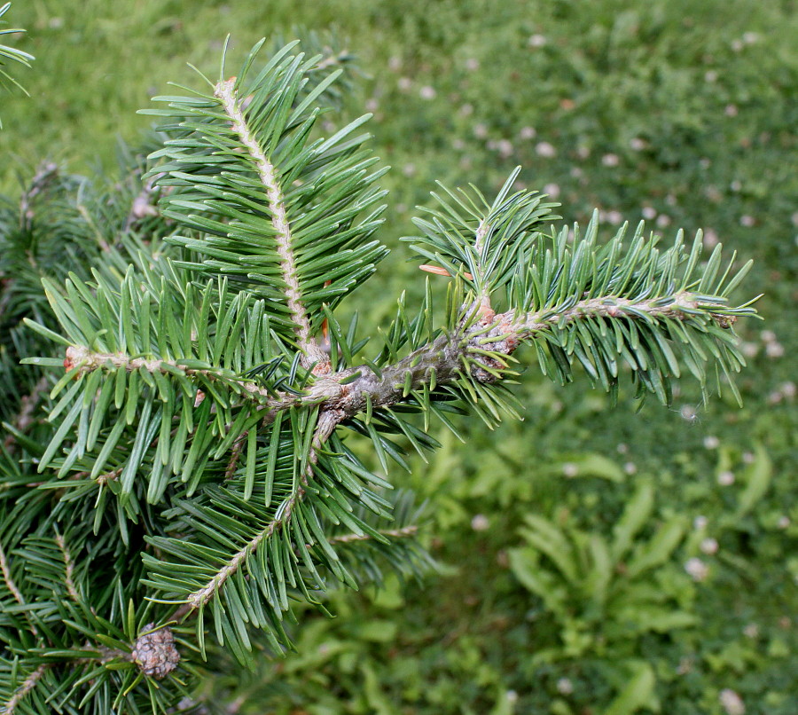 Изображение особи Abies balsamea.