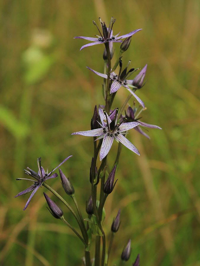 Image of Swertia perennis specimen.