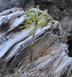 Pinus pallasiana. Растение, проросшее на стволе упавшего дерева. Греция, Фессалия, Олимп. 04.01.2014.