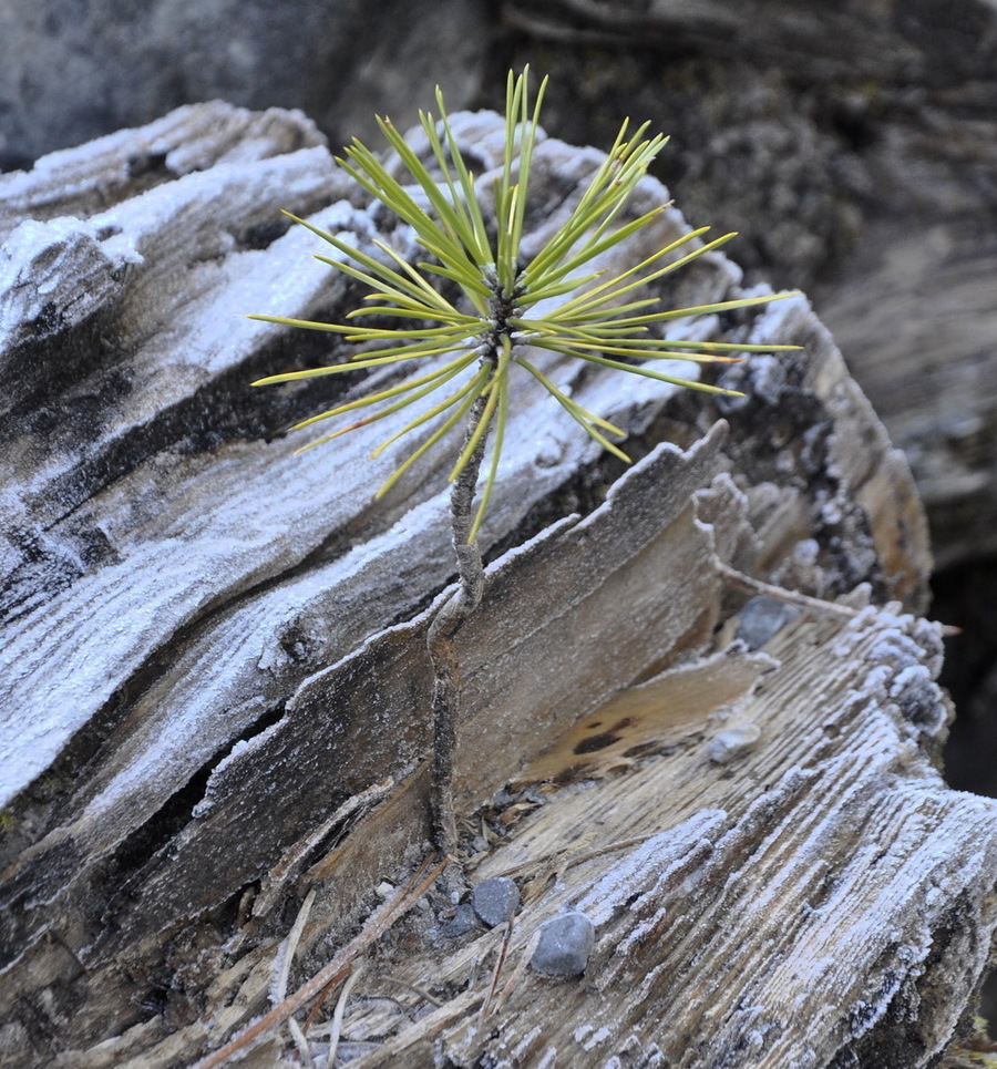 Изображение особи Pinus pallasiana.