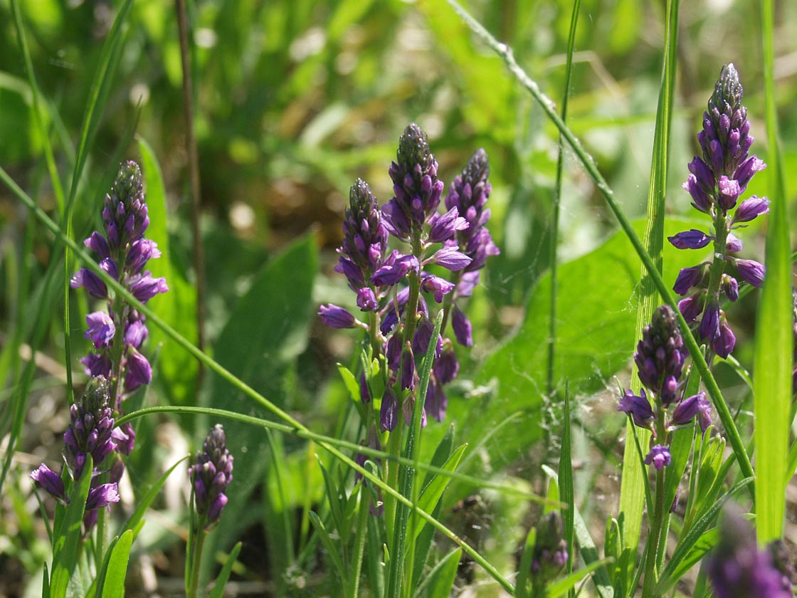 Изображение особи Polygala comosa.