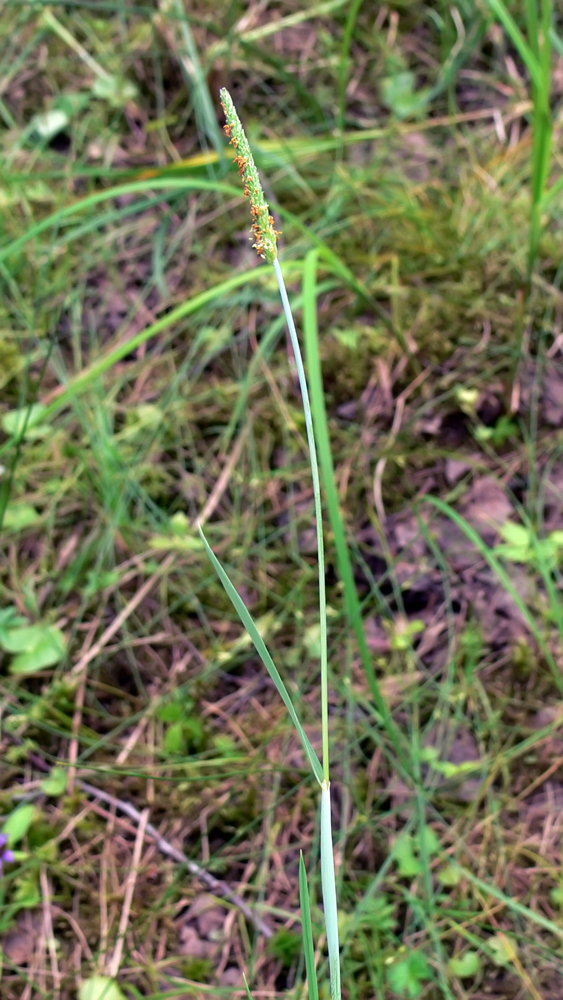 Image of Alopecurus aequalis specimen.