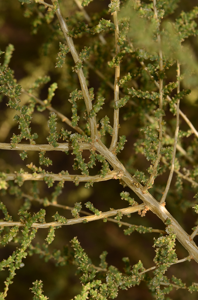 Изображение особи Salsola imbricata.