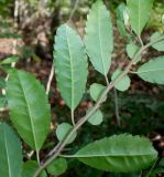 Azara serrata