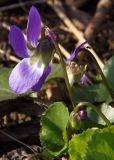 Viola odorata