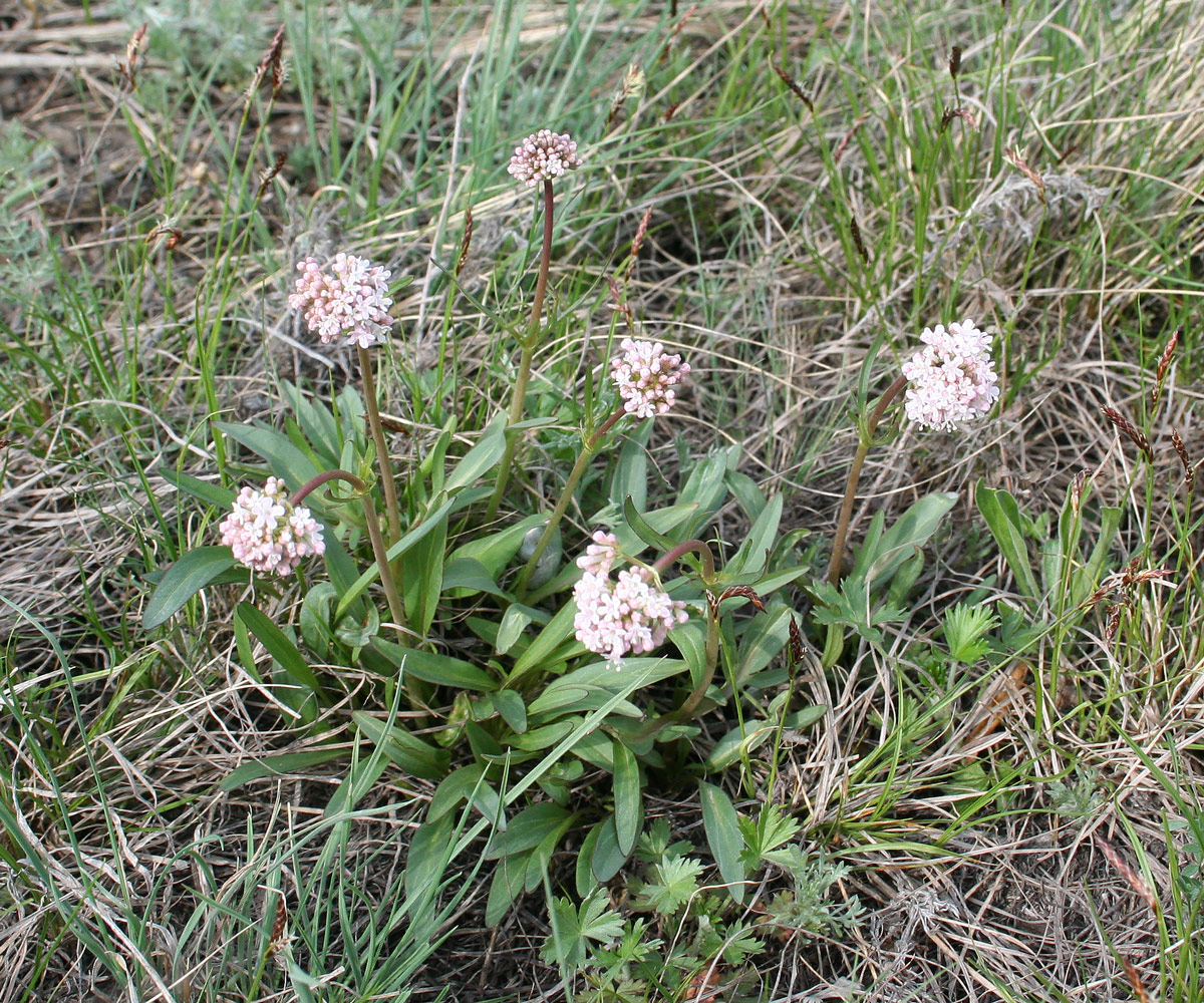 Изображение особи Valeriana tuberosa.