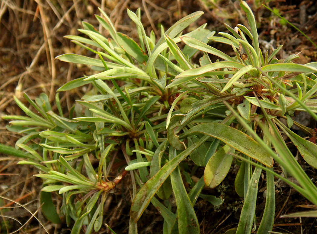 Image of Linum linearifolium specimen.