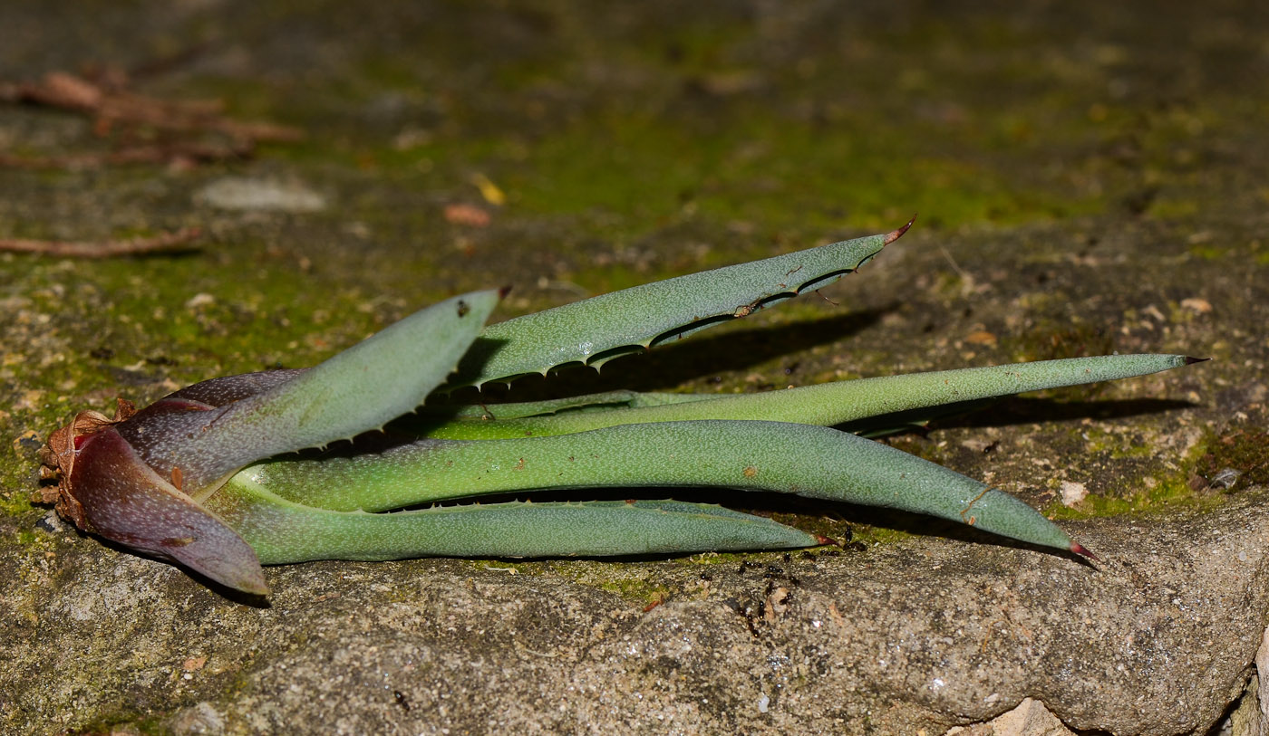 Image of Agave americana specimen.