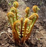 Dryopteris crassirhizoma