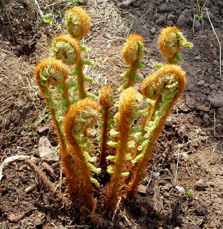 Image of Dryopteris crassirhizoma specimen.
