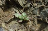 Plantago camtschatica