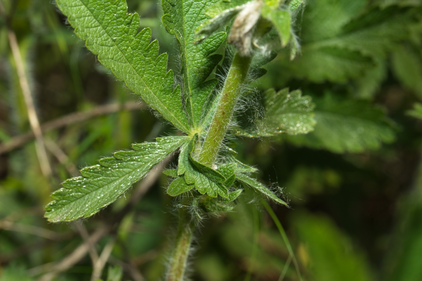 Изображение особи Potentilla recta ssp. pilosa.