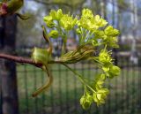 Acer platanoides. Верхушка побега с соцветием. Ярославская обл., с. Великое, уличное озеленение. 1 мая 2014 г.