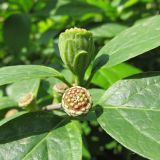 Calycanthus floridus. Незрелые плоды. Москва, филиал Бот. сада МГУ \"Аптекарский огород\". Июнь 2014 г.