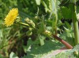 Sonchus asper. Боковой побег с цветущей и нераспустившимися корзинками. Украина, Львовская обл., Дрогобычский р-н, г. Трускавец, обочина дороги. 05.06.2014.