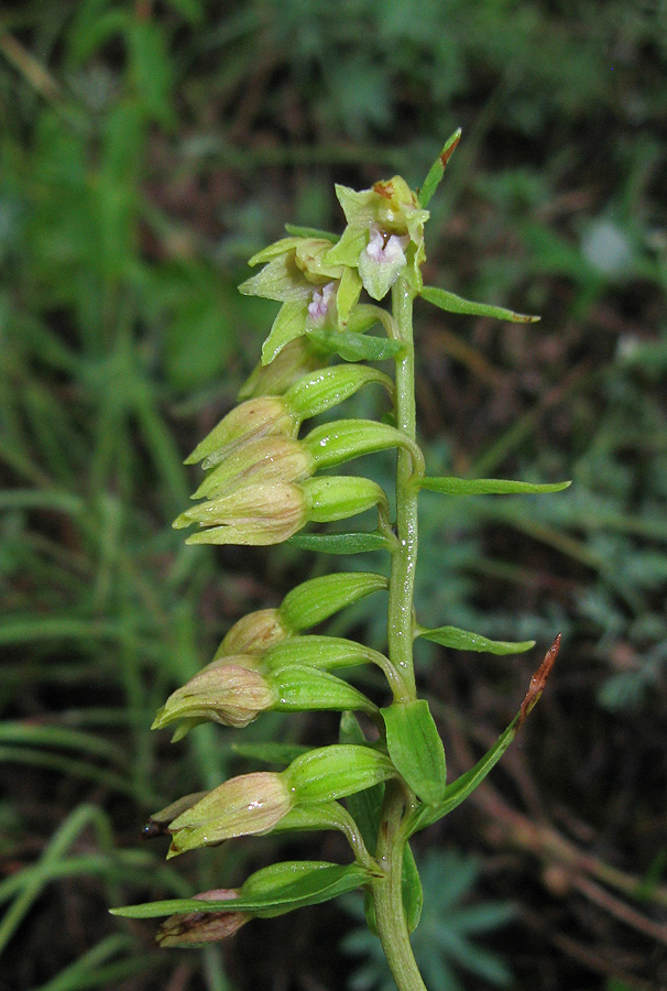 Image of Epipactis persica specimen.