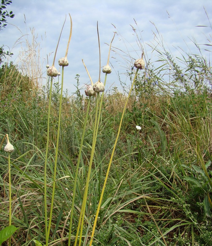 Image of Allium sativum specimen.