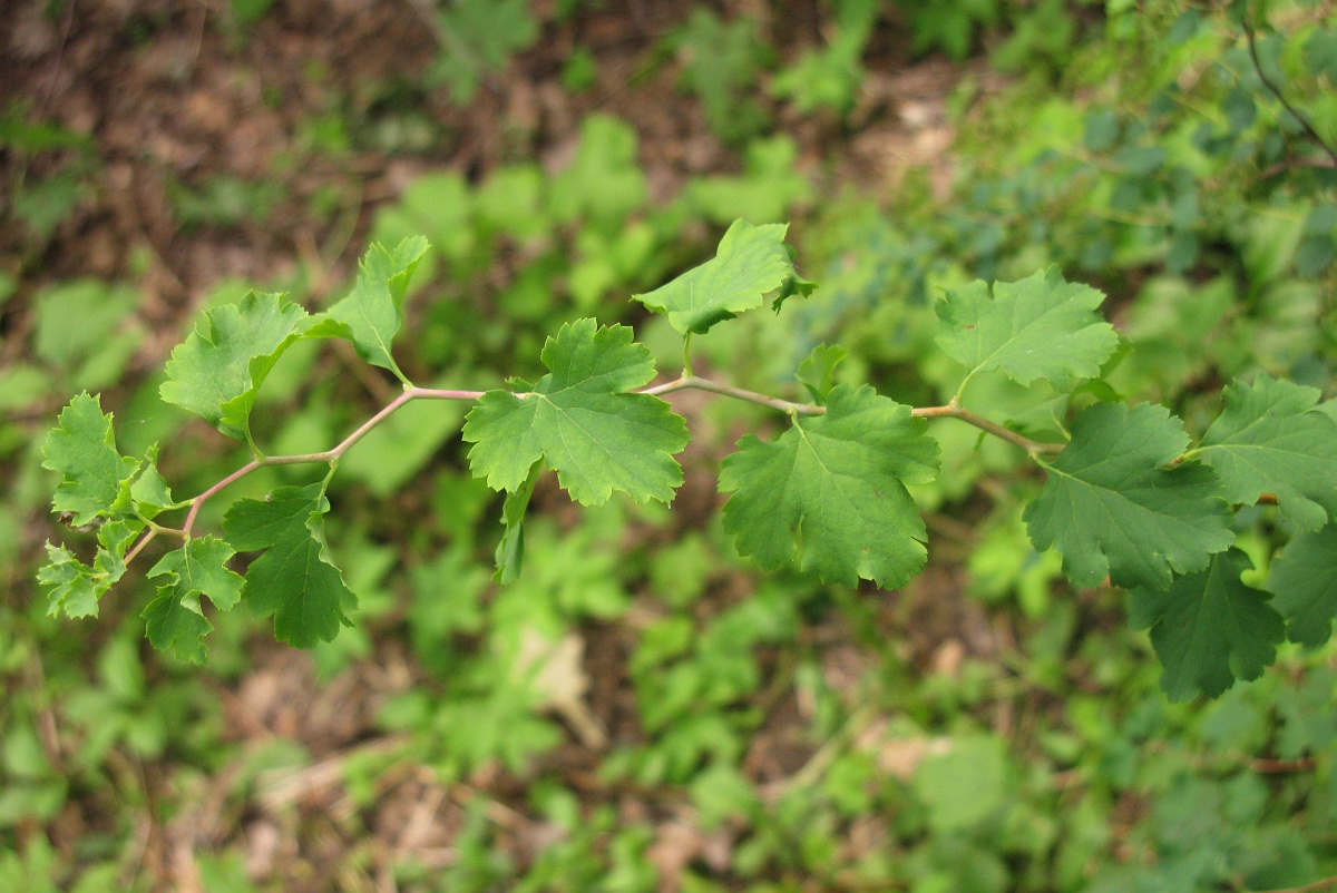 Image of Spiraea trilobata specimen.