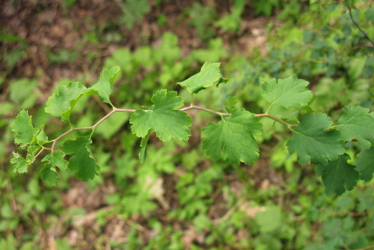 Изображение особи Spiraea trilobata.