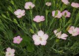 Dianthus versicolor. Верхушки цветущих растений. Татарстан, Бавлинский р-н, луг. 07.07.2014.