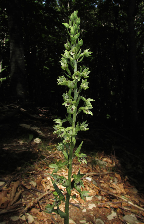 Image of Epipactis krymmontana specimen.