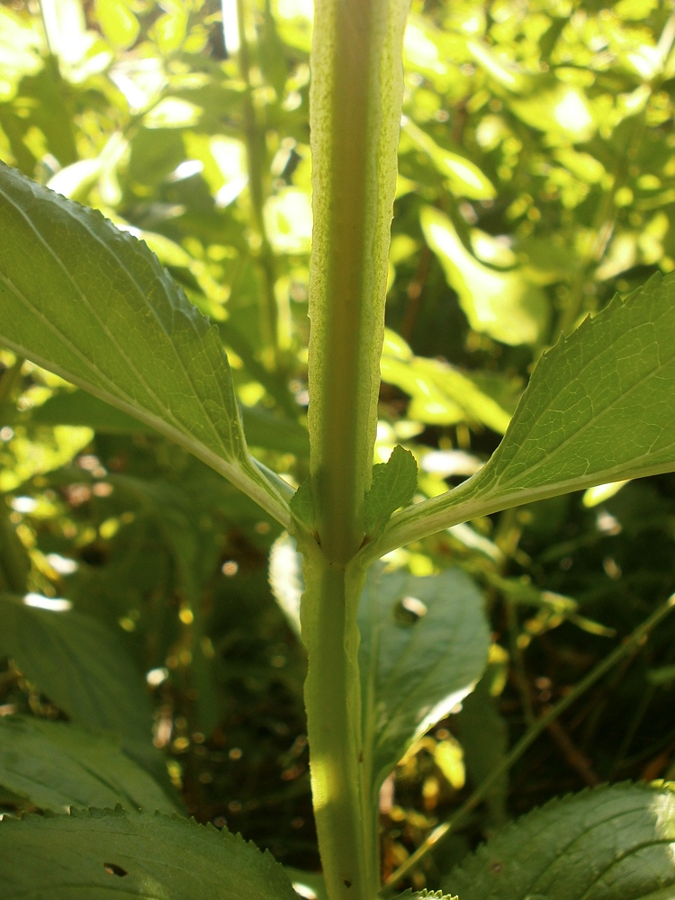 Изображение особи Scrophularia umbrosa.