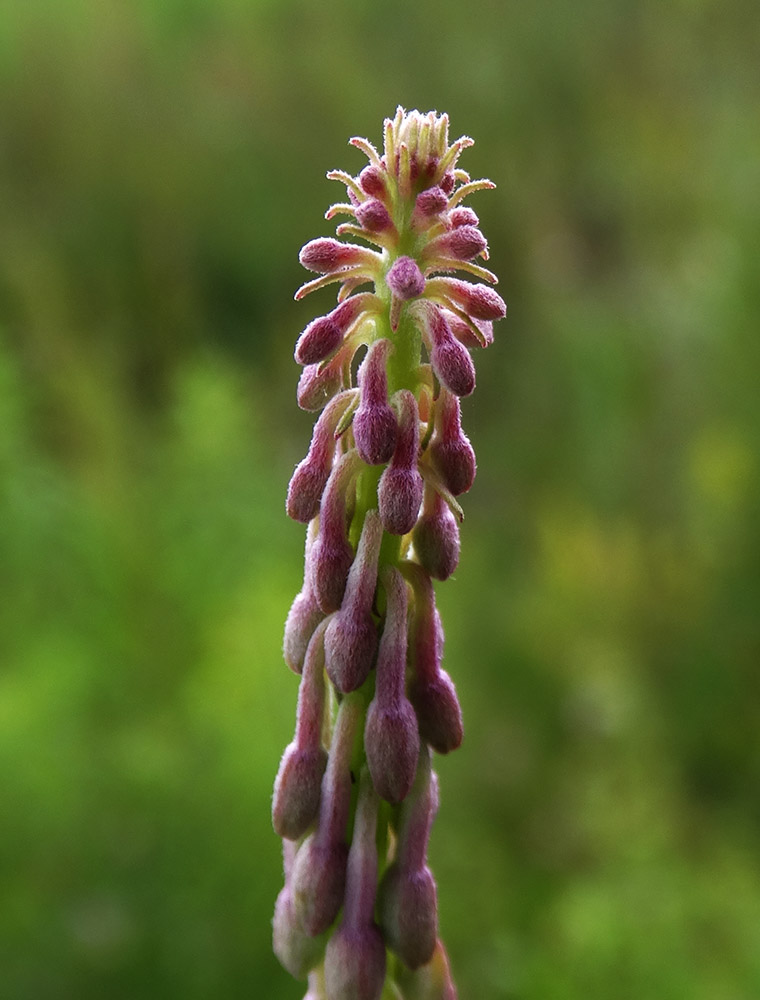 Image of Chamaenerion angustifolium specimen.