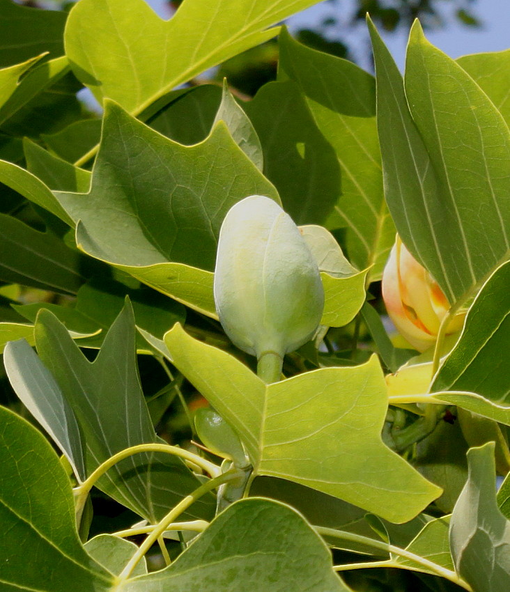 Изображение особи Liriodendron tulipifera.