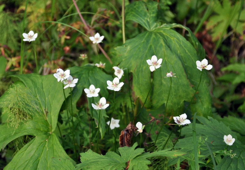 Image of Parnassia palustris specimen.
