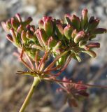 Peucedanum tauricum