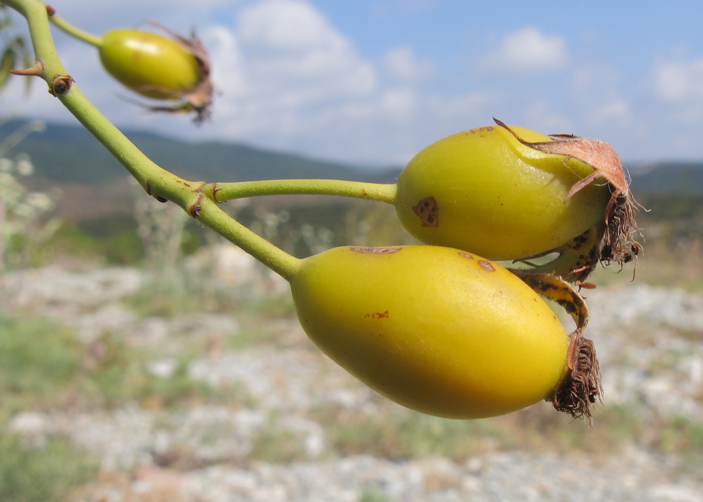 Image of Rosa biebersteiniana specimen.
