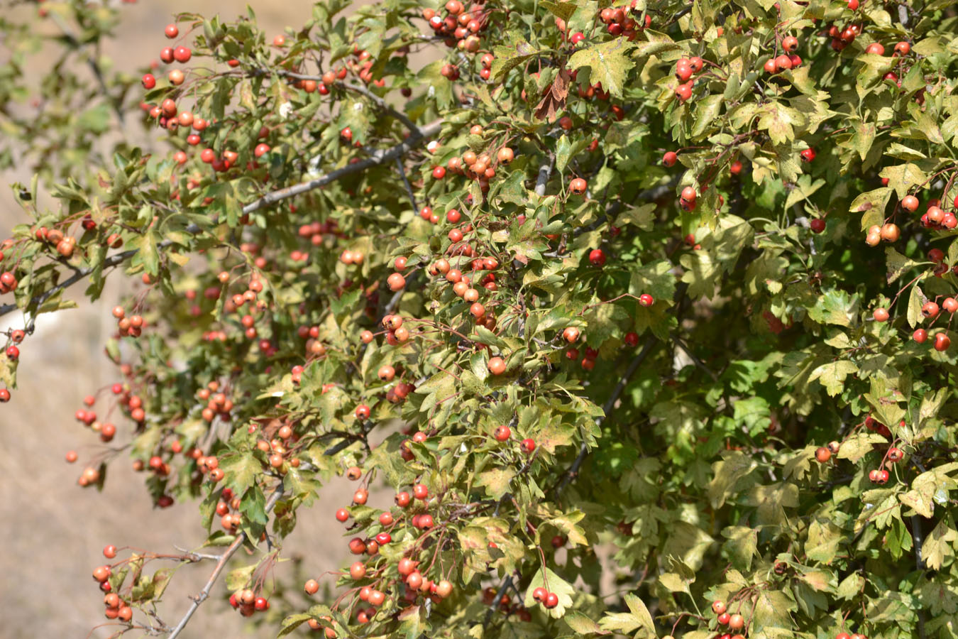 Image of genus Crataegus specimen.