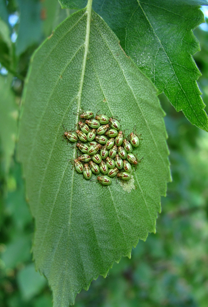 Изображение особи Betula pubescens.